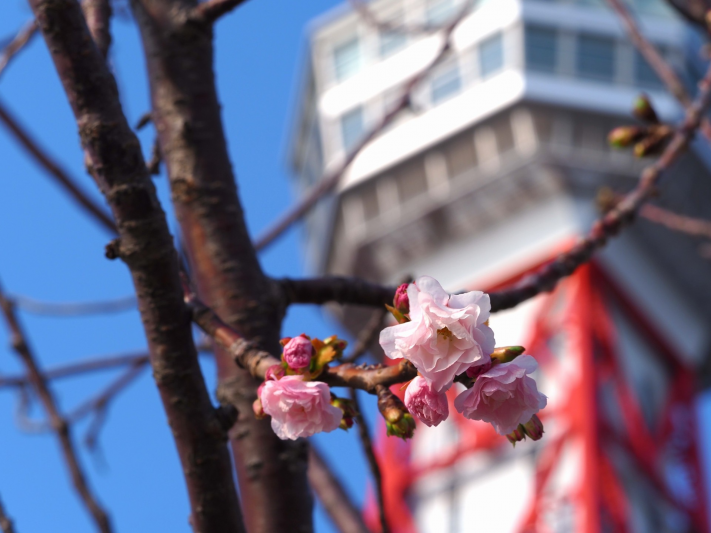 桜が開花しました。